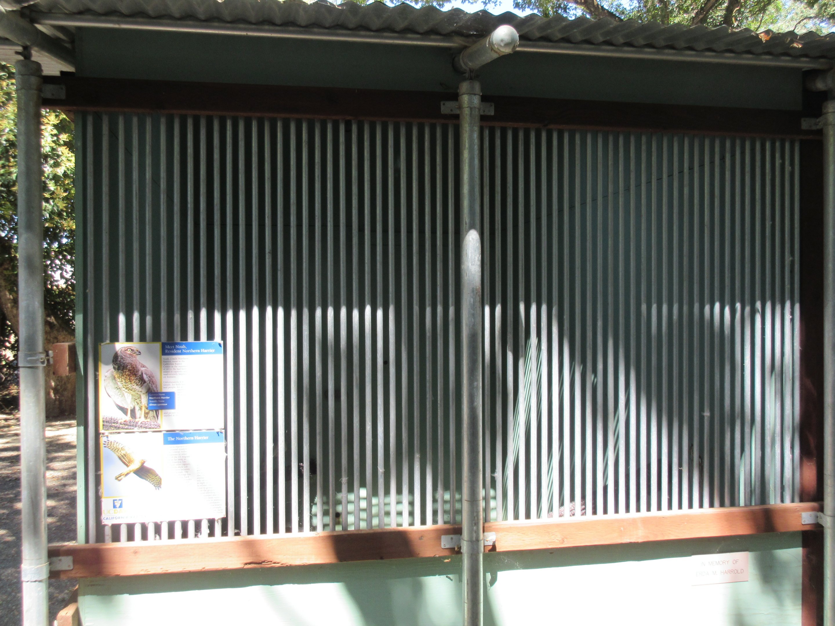 Northern Harrier Exhibit
