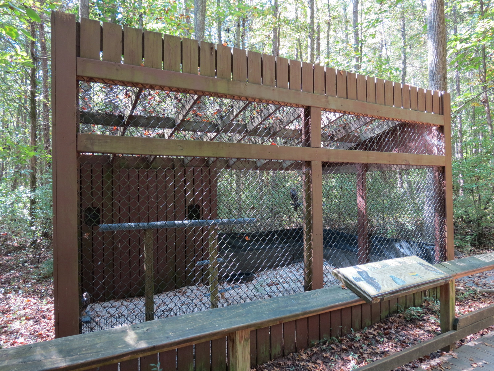 Northern Harrier Exhibit
