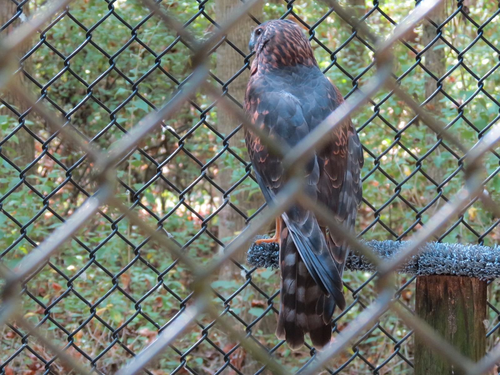 Northern Harrier Exhibit
