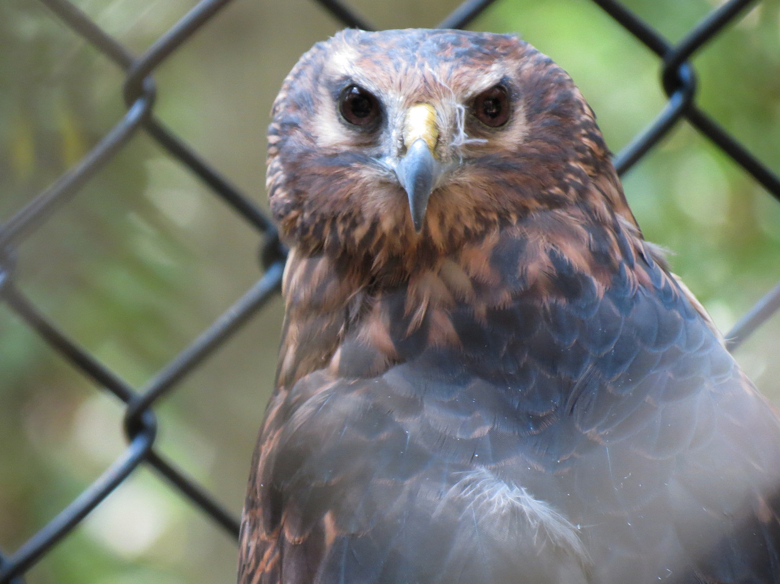Northern Harrier Exhibit