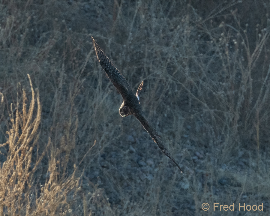 northern harrier (female or juvenile)