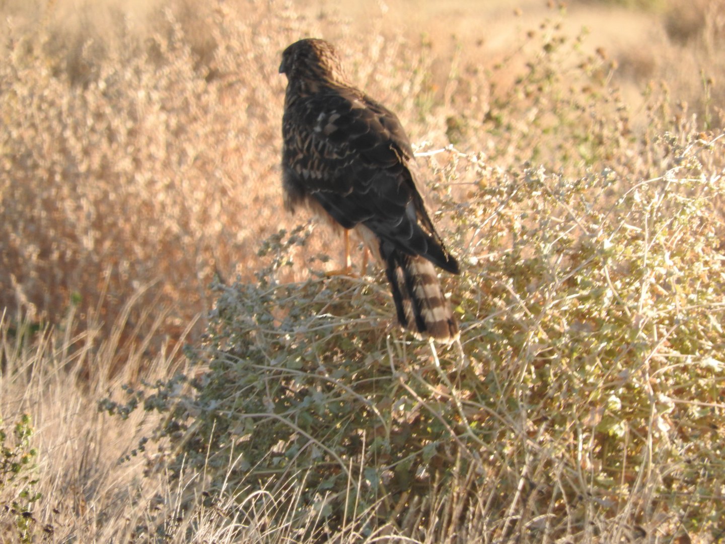 Northern Harrier female