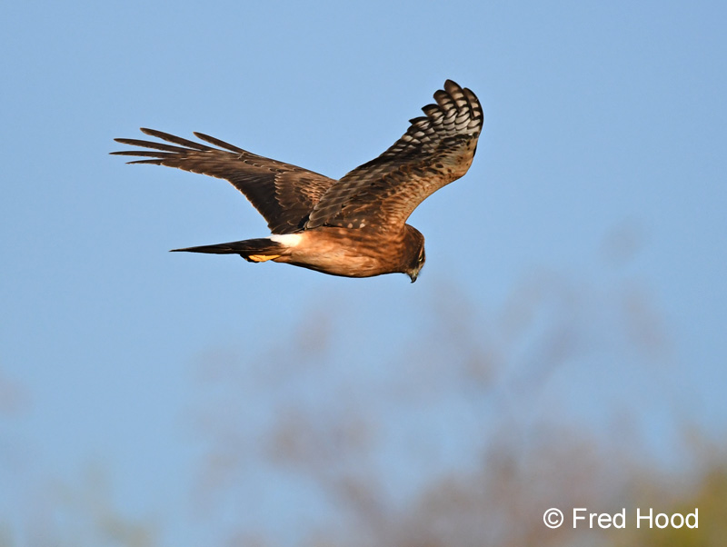 northern harrier (male)