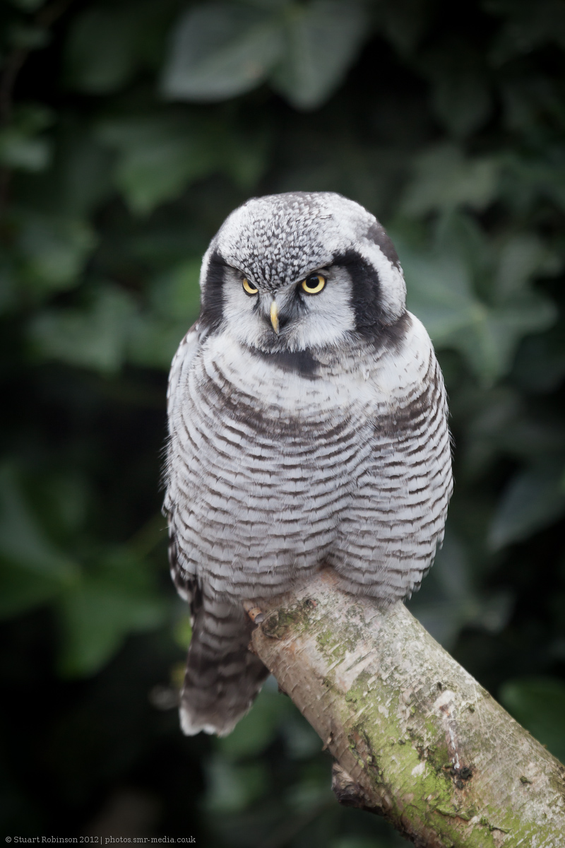 Northern Hawk Owl - 04/09/2012