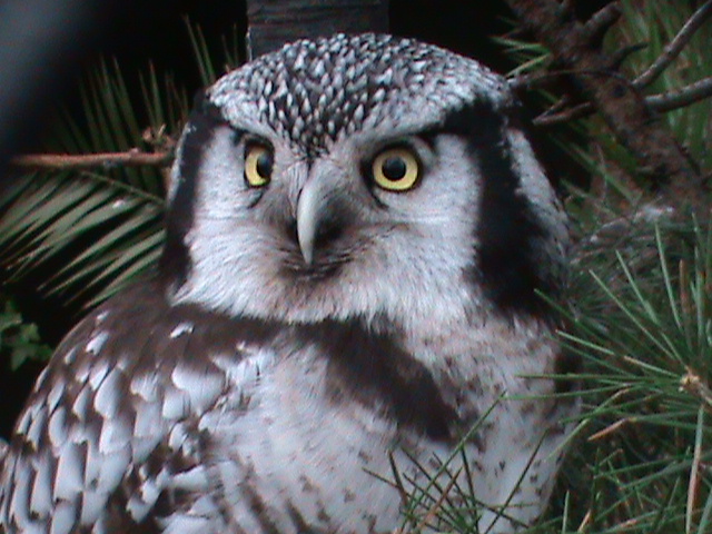 northern hawk owl 080112