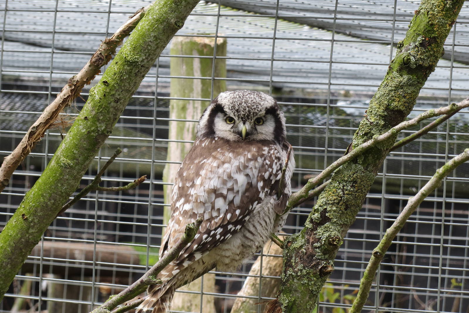 Northern Hawk Owl 090515
