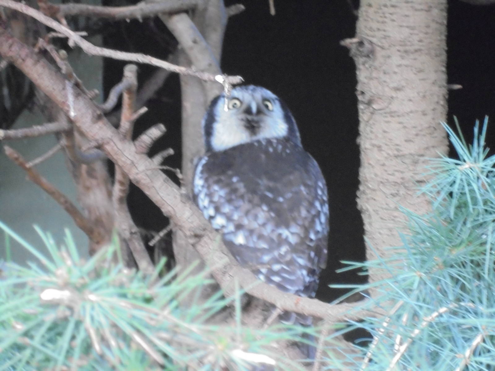 Northern Hawk Owl 2015.