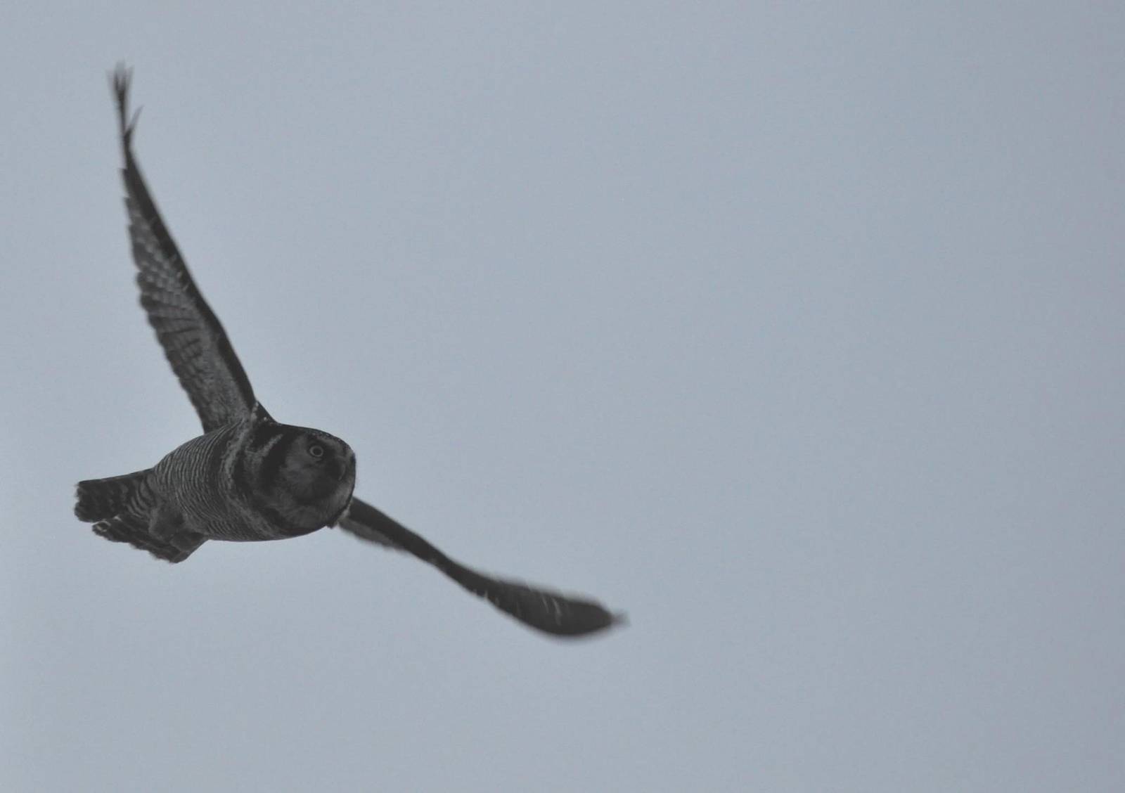 Northern Hawk-Owl - Alaska