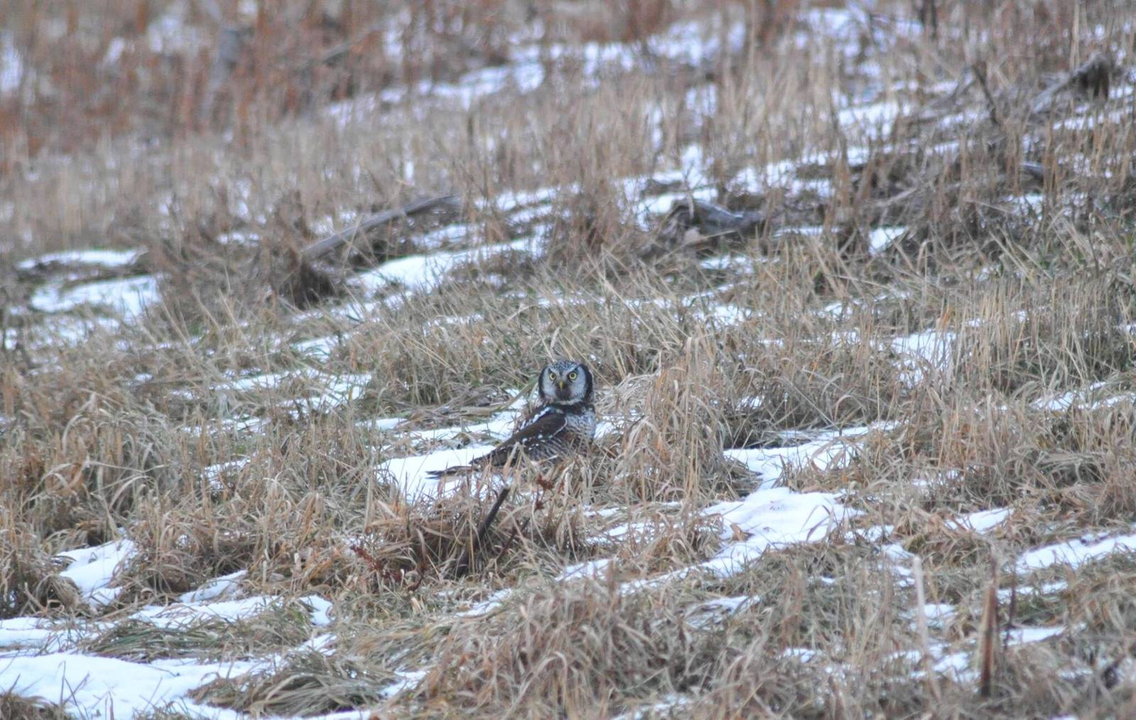 Northern Hawk-Owl - Alaska