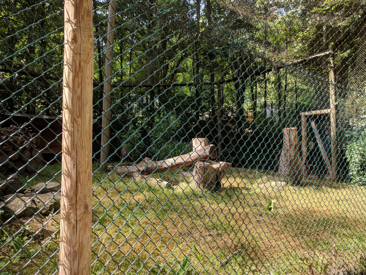 Northern Hawk Owl and Black Stork Aviary