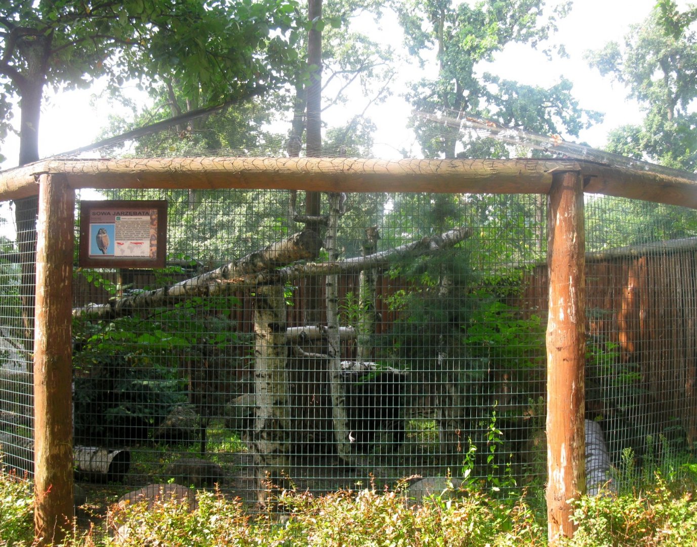 Northern Hawk-Owl Aviary - 08.2013