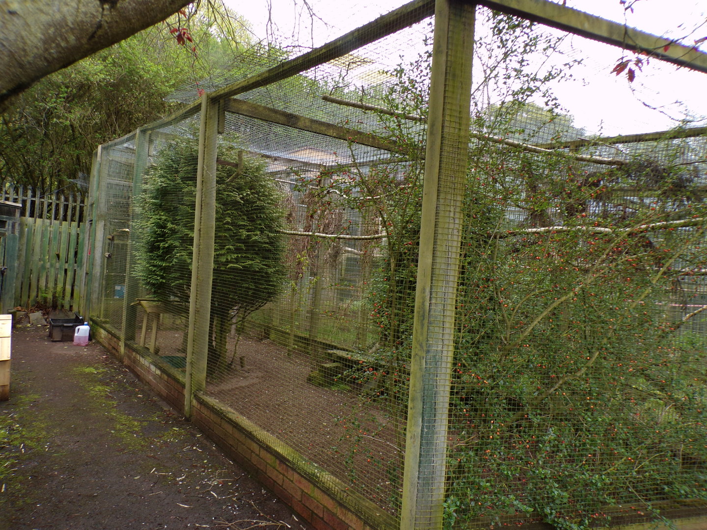 Northern hawk owl aviary 7.5.23