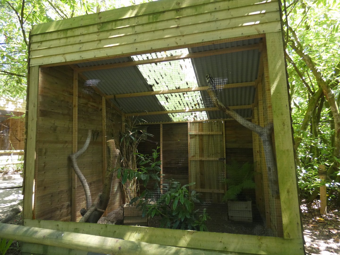 Northern hawk owl aviary