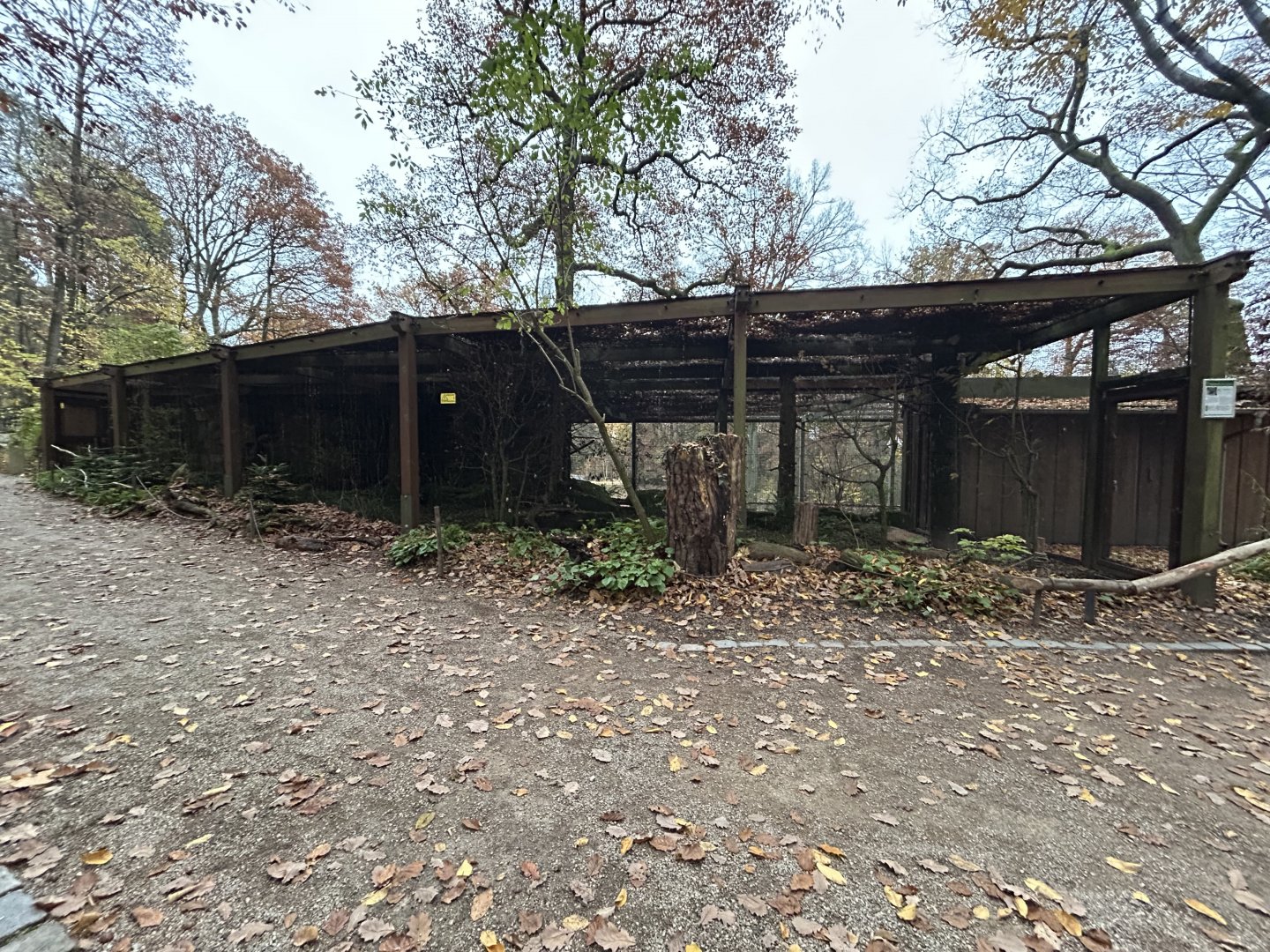 Northern Hawk Owl Aviary