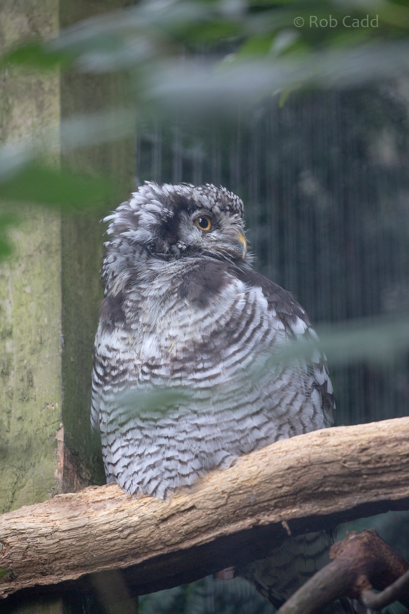 Northern hawk owl : Cotswold Falconry Centre : 04 Sep 2020