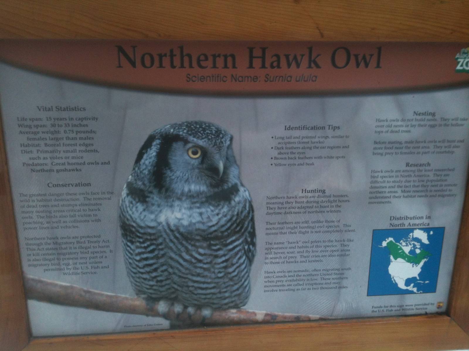 Northern Hawk Owl Educational Sign