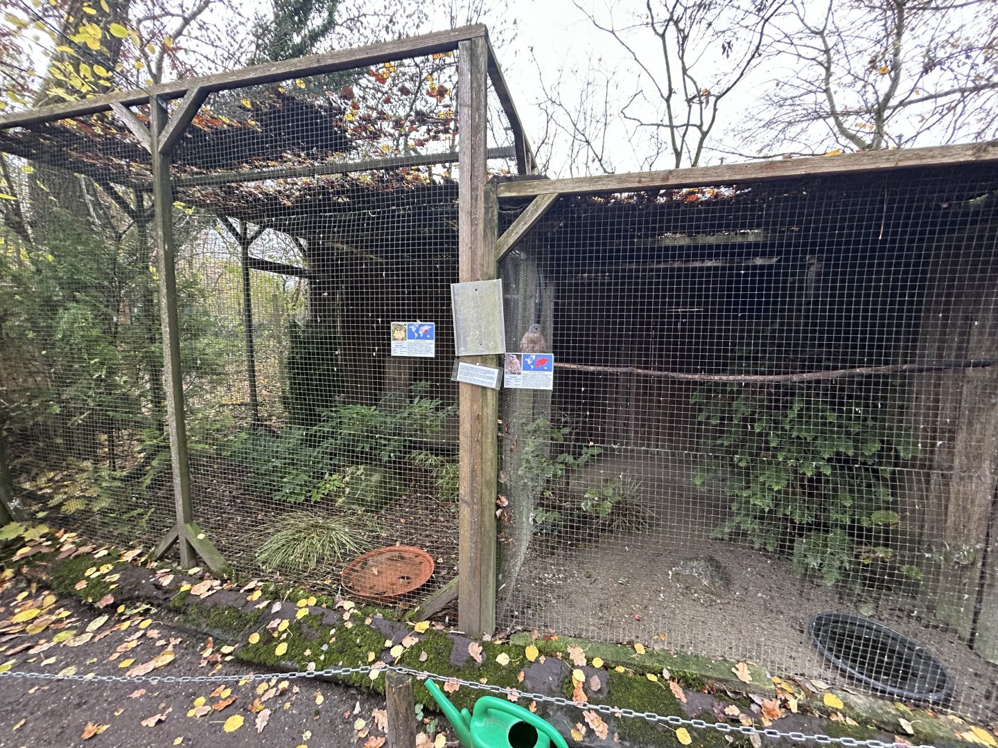 Northern Hawk Owl & European Kestrel Aviaries