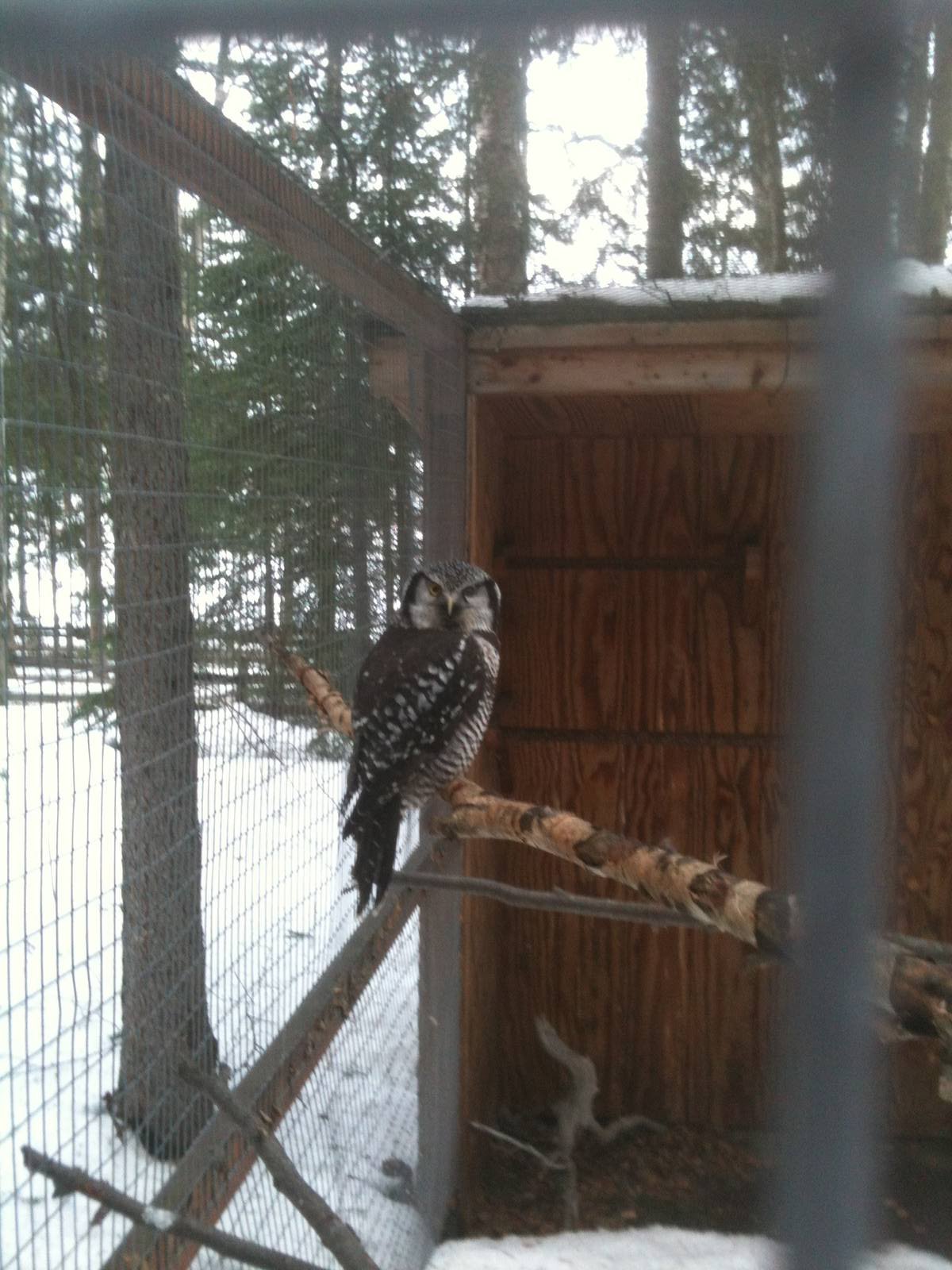 Northern Hawk Owl Exhibit