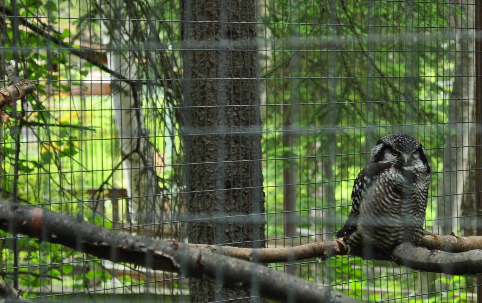 Northern Hawk Owl Exhibit