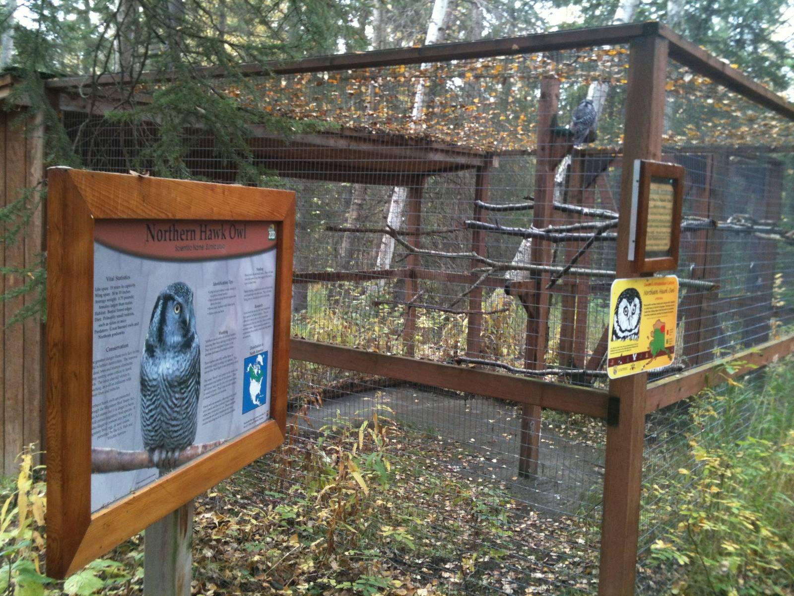 Northern Hawk Owl Exhibit