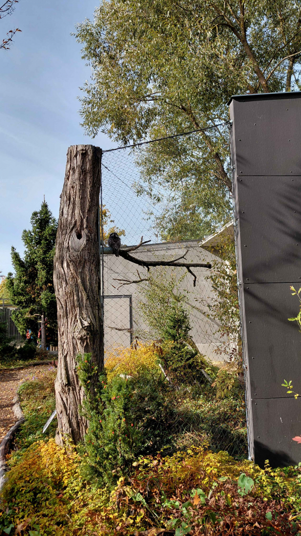 Northern hawk-owl exhibit