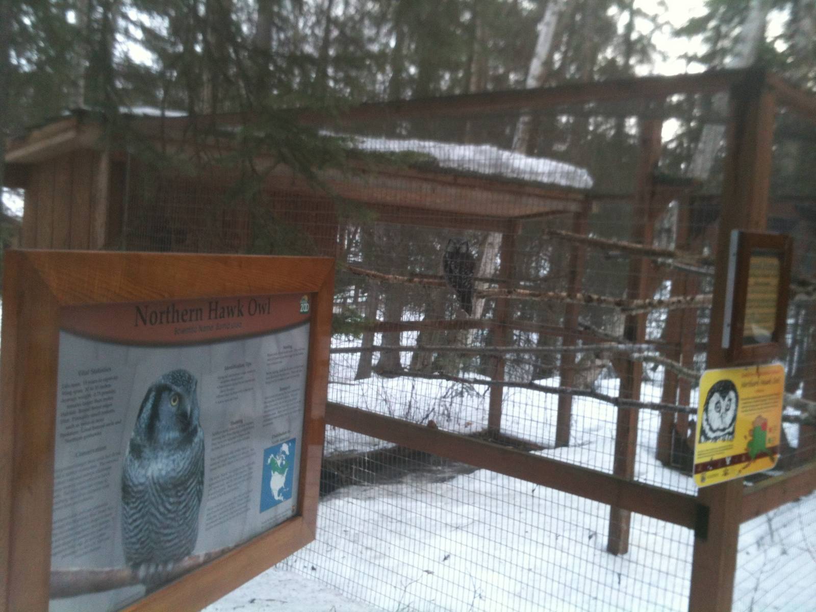 Northern Hawk Owl Sign and Exhibit