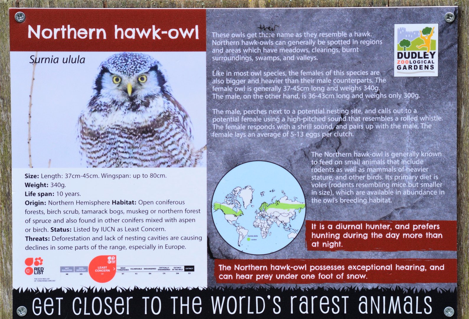 Northern hawk owl signage
