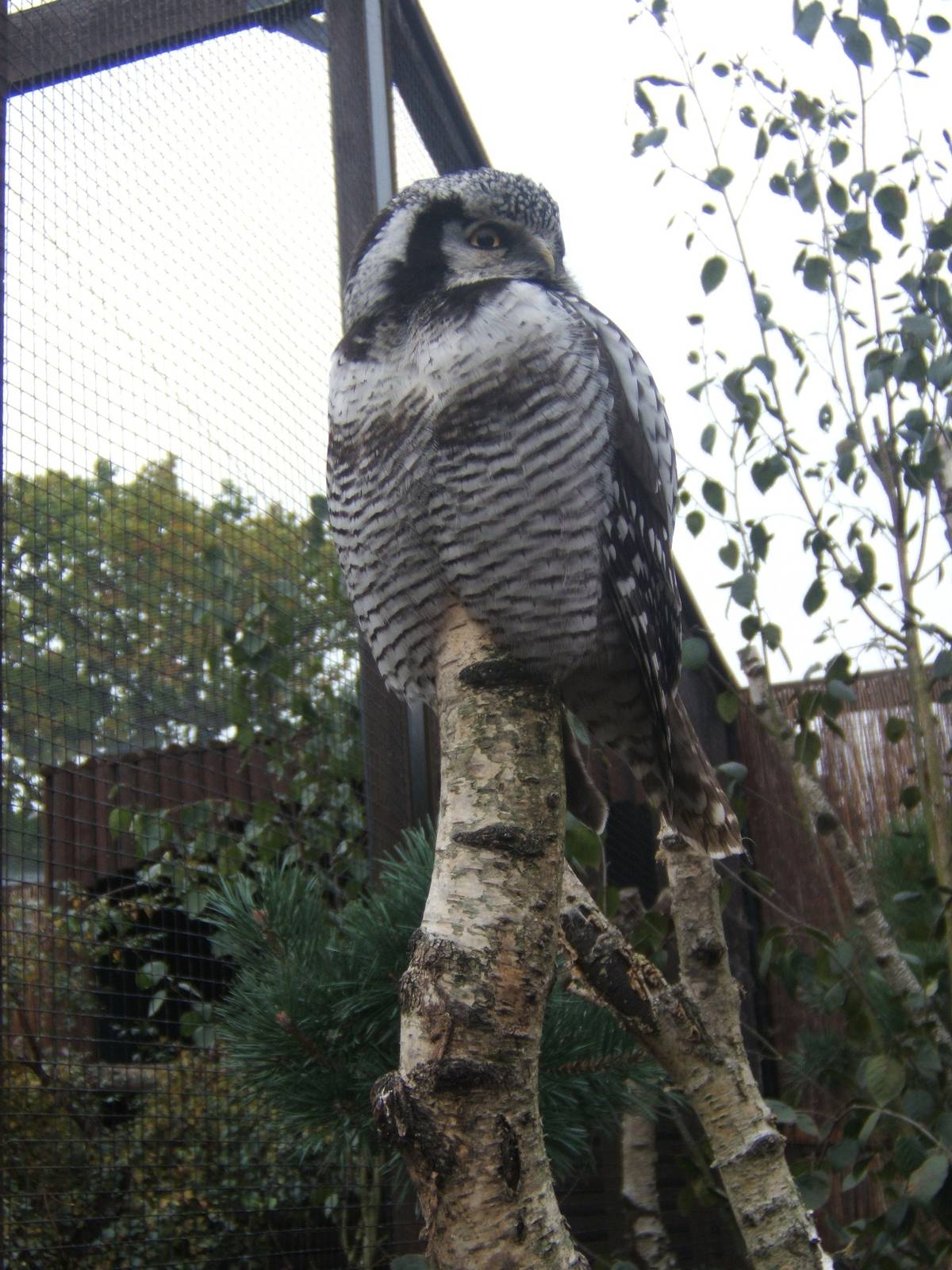 Northern Hawk Owl (Surina ulula)