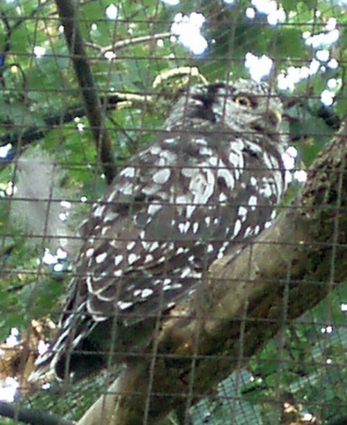 Northern Hawk Owl (Surnia ulula)