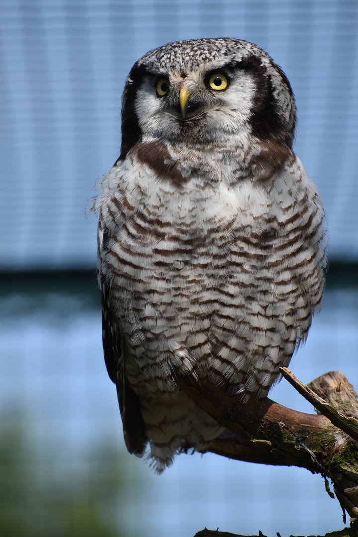 Northern Hawk-Owl - Surnia ulula