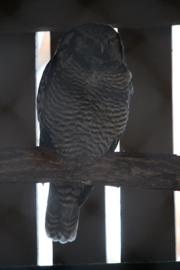 Northern Hawk Owl (Surnia ulula)