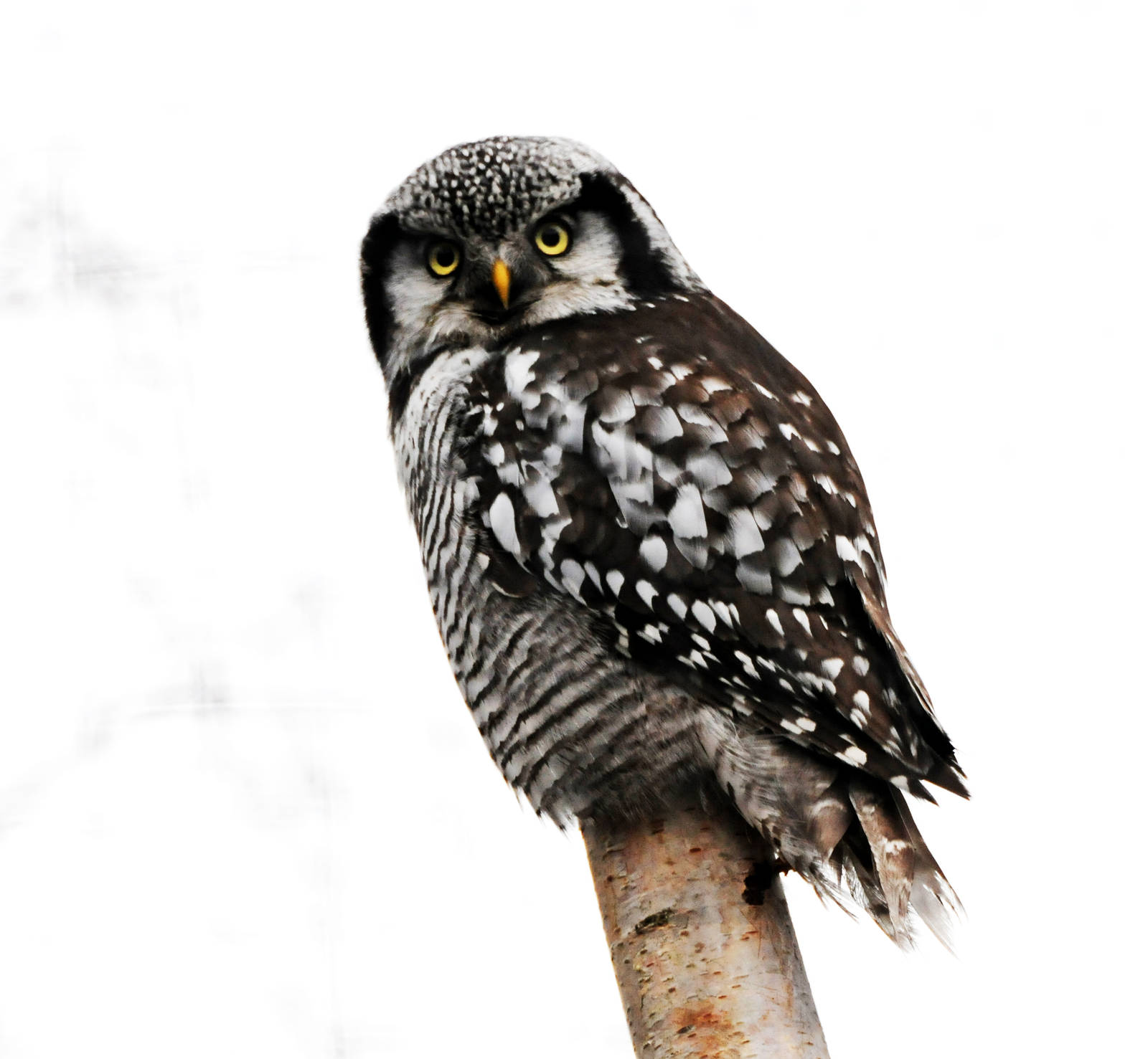 Northern Hawk Owl