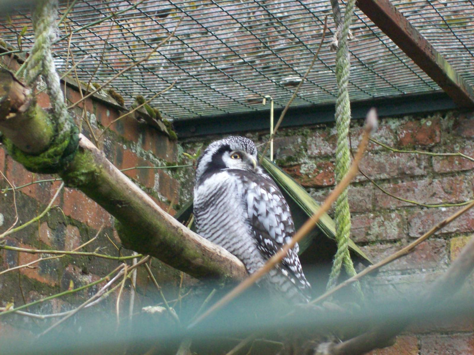 Northern hawk owl