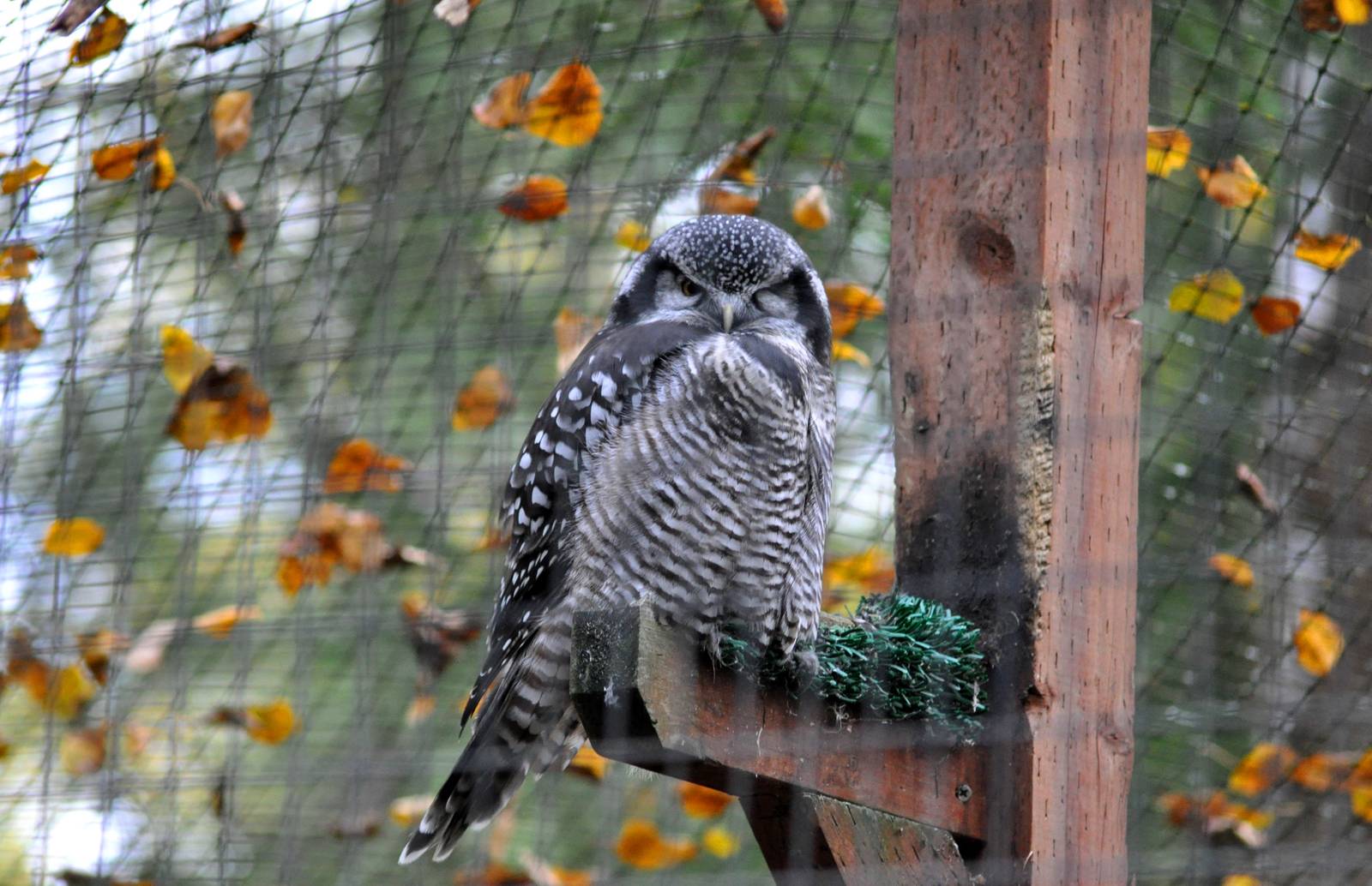 Northern Hawk Owl