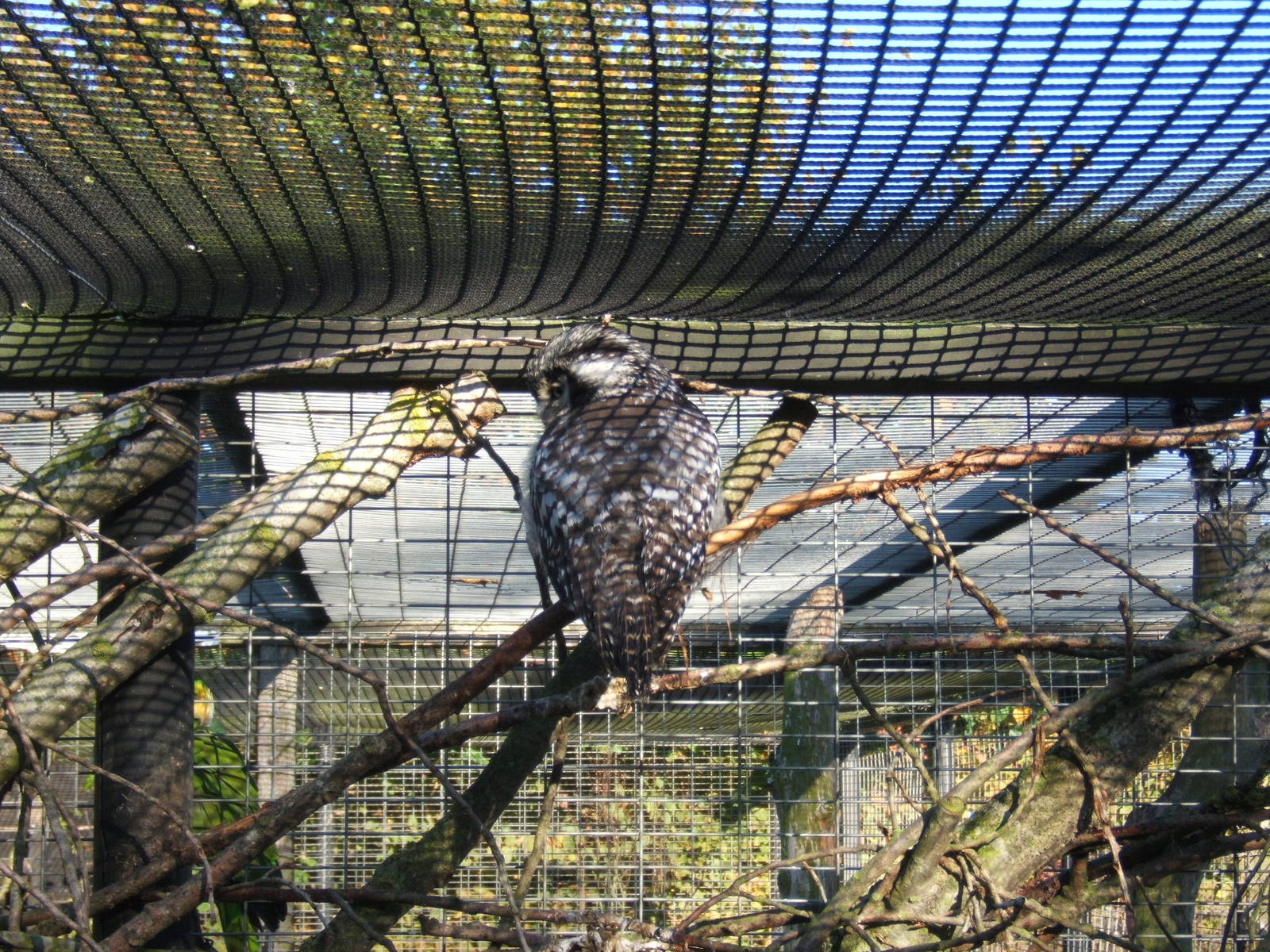 Northern Hawk Owl