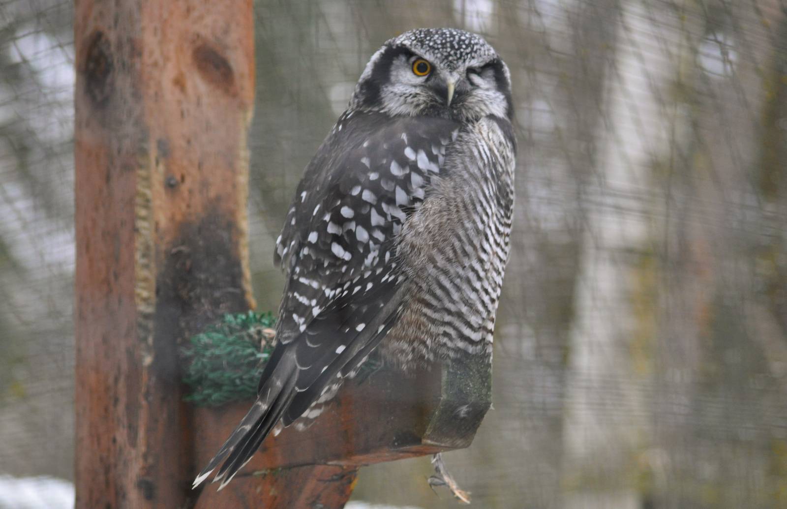 Northern Hawk Owl
