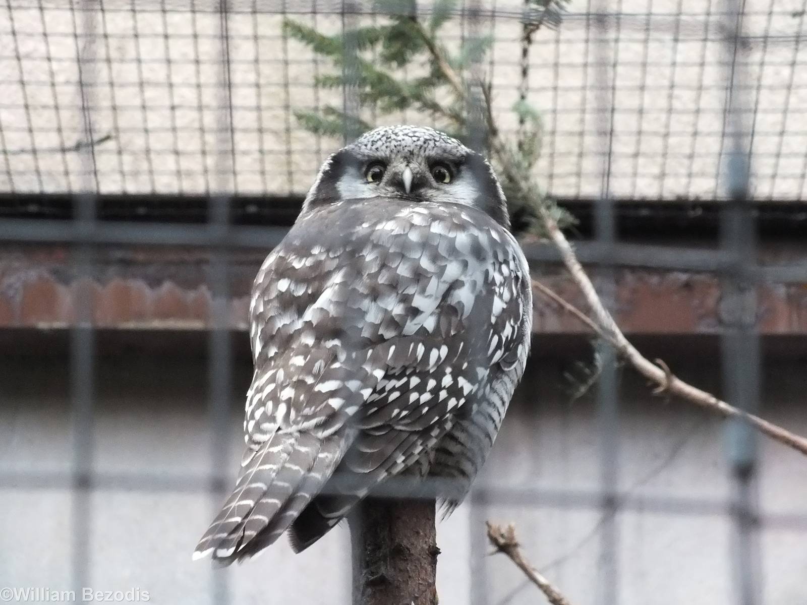 Northern Hawk Owl