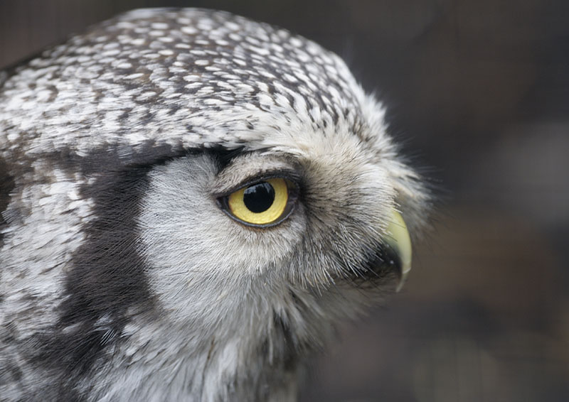 Northern hawk owl