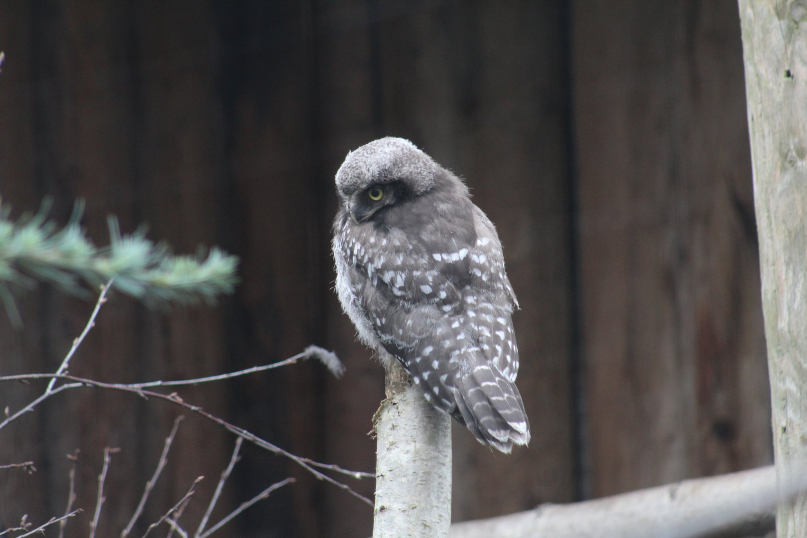 Northern Hawk-Owl