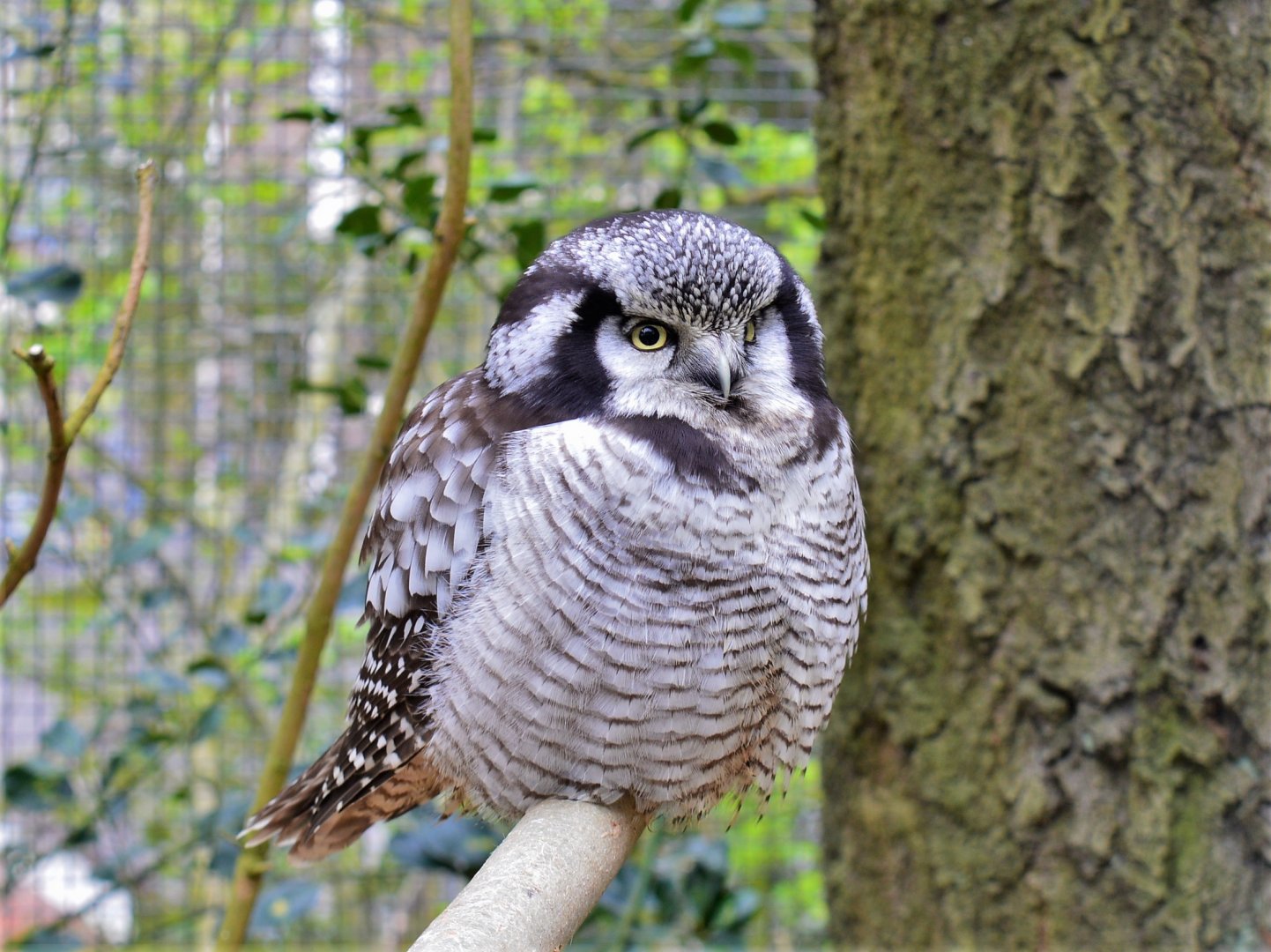 Northern hawk owl