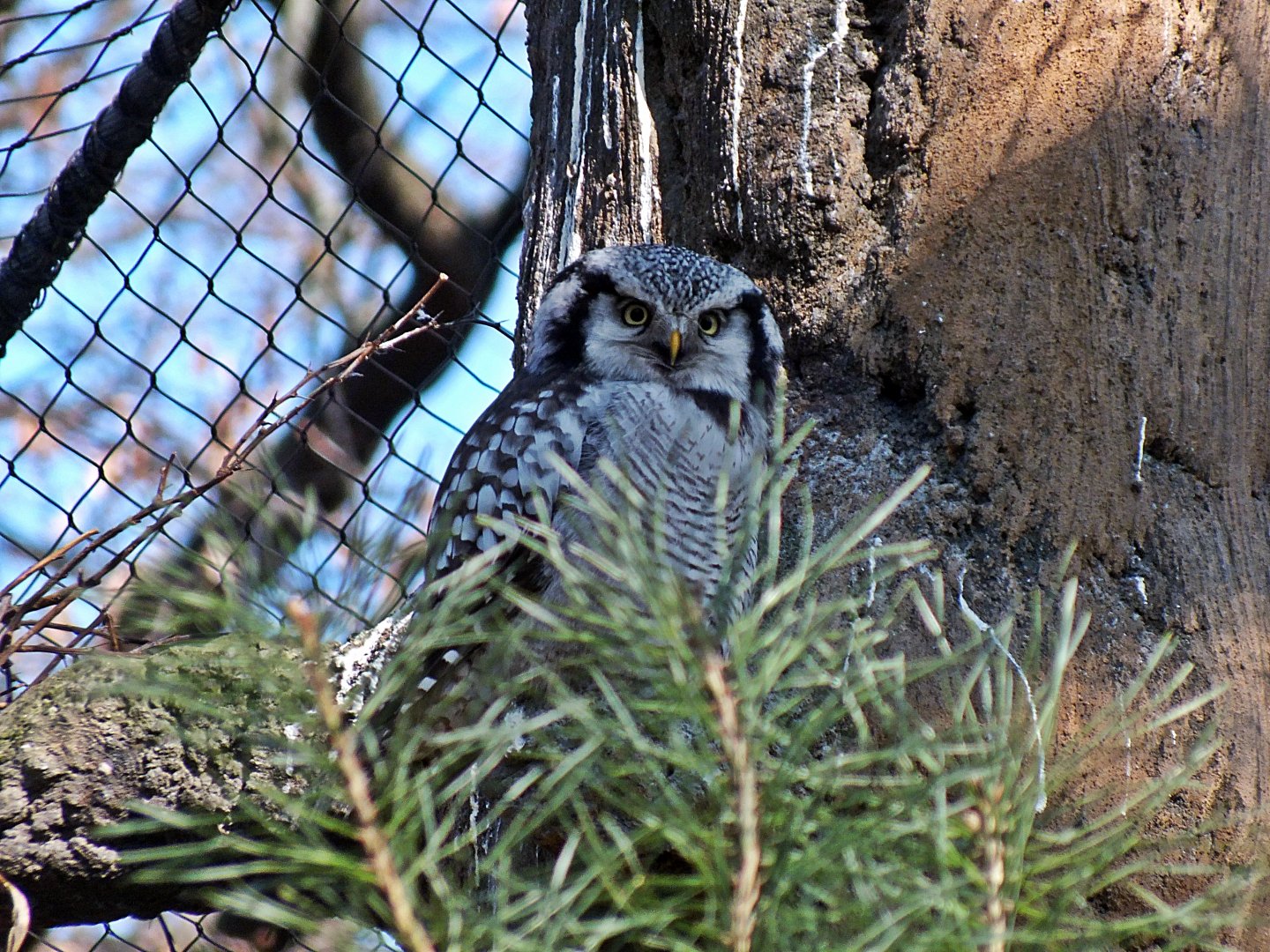 Northern hawk owl