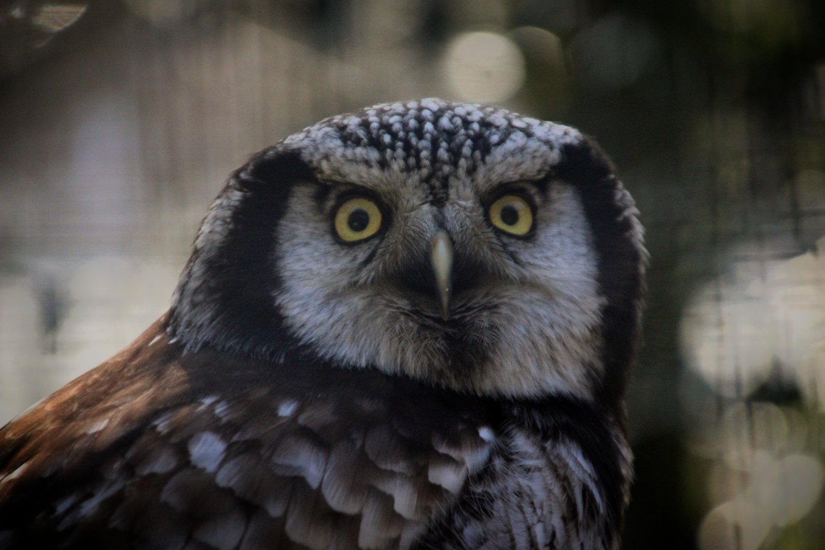 Northern Hawk Owl