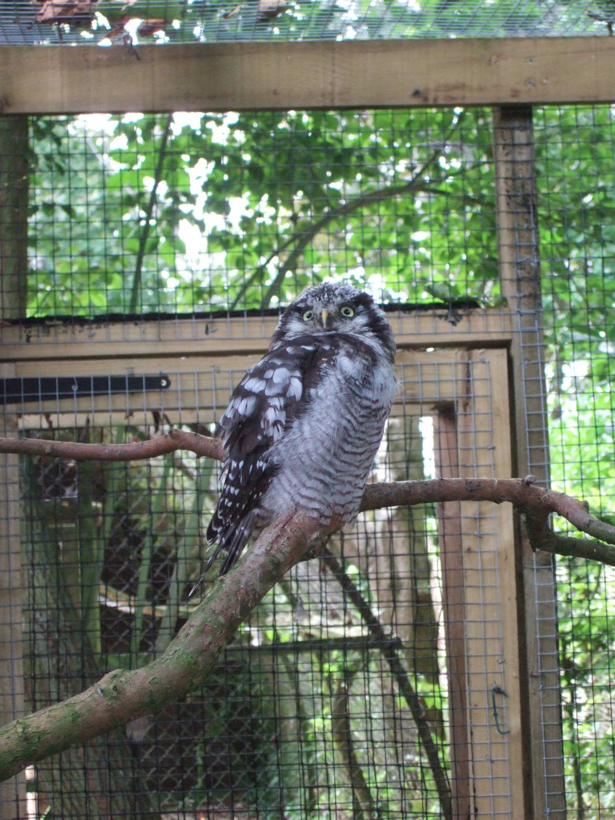Northern Hawk Owl