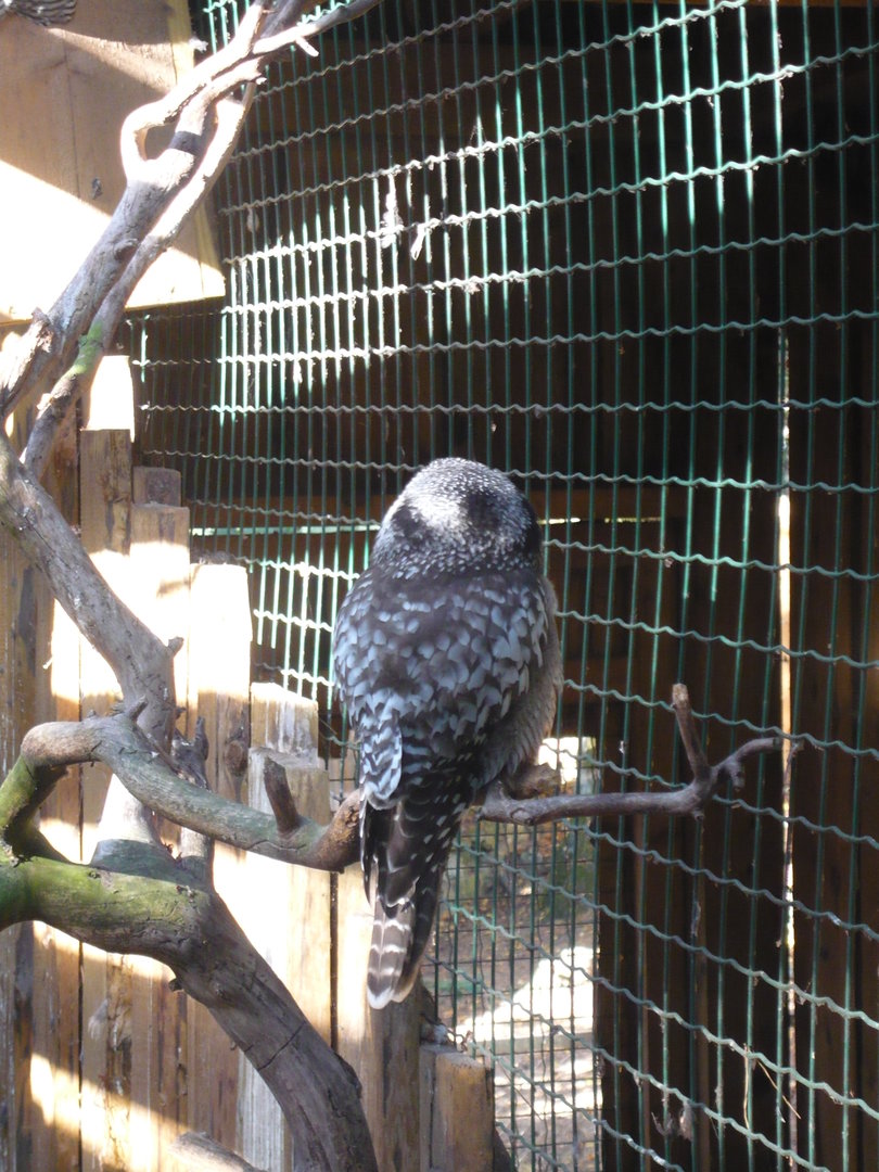 Northern hawk-owl
