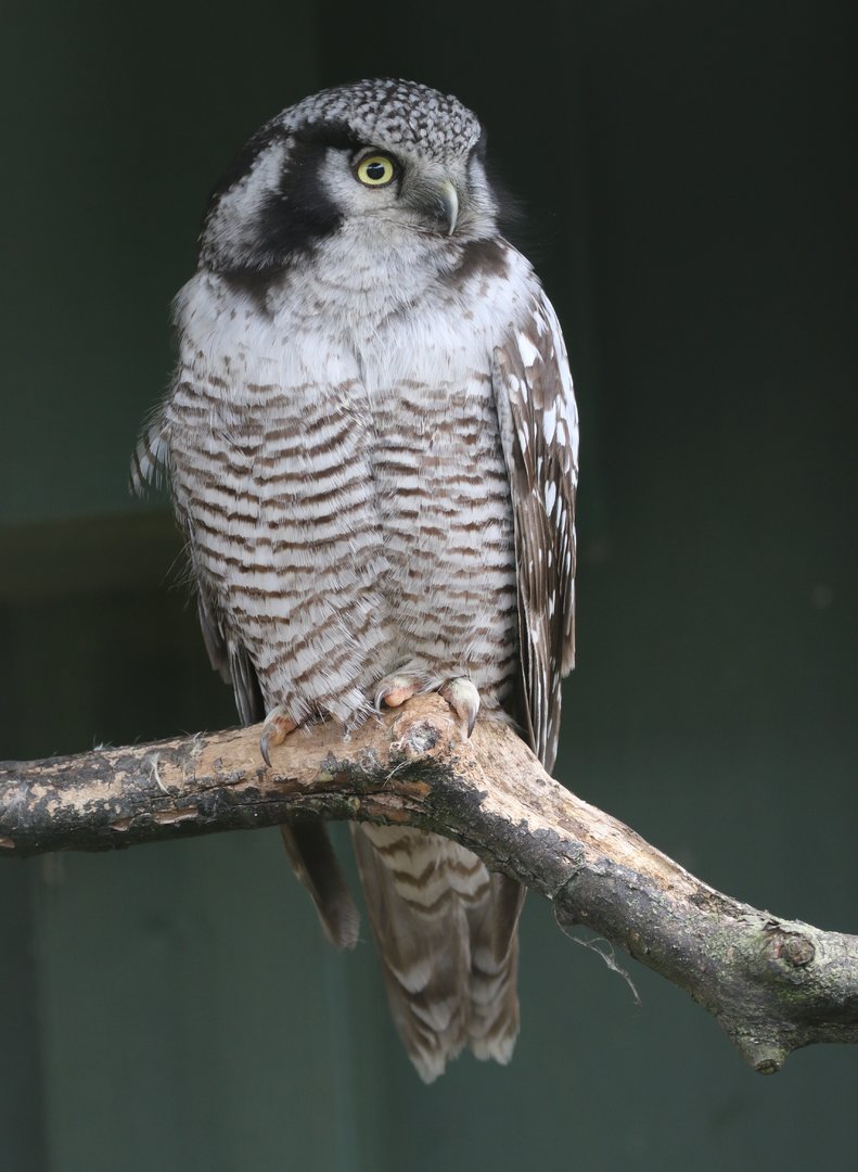 Northern Hawk Owl