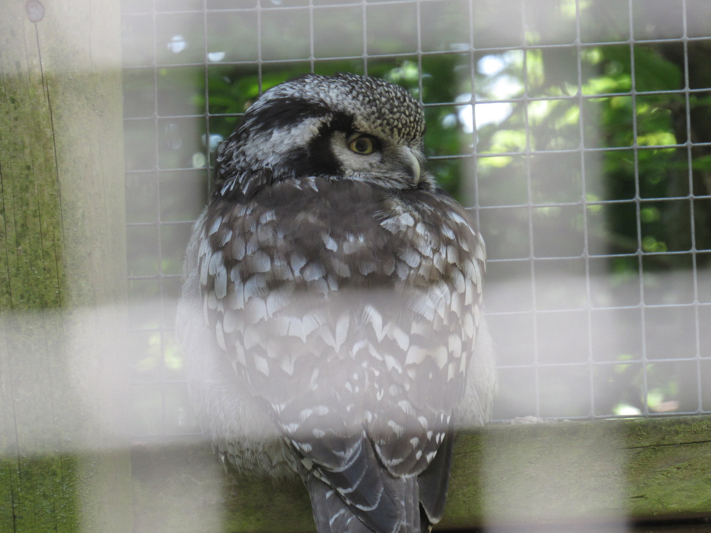 Northern Hawk Owl