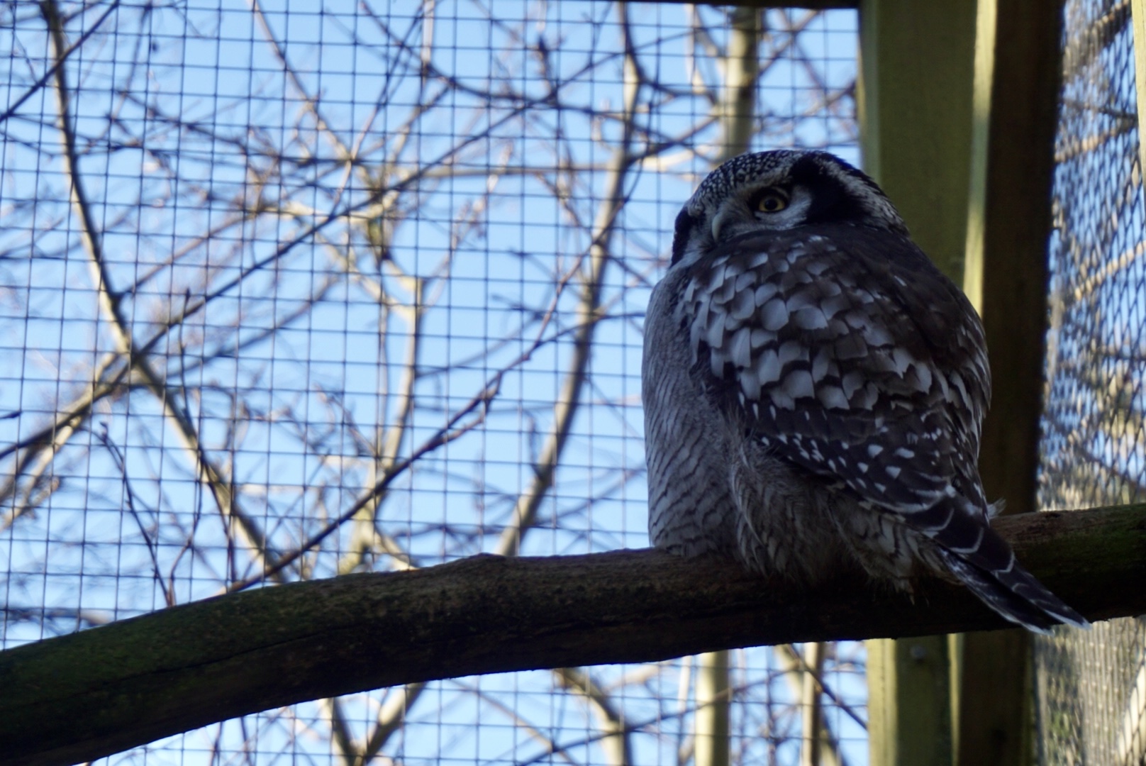 Northern Hawk Owl
