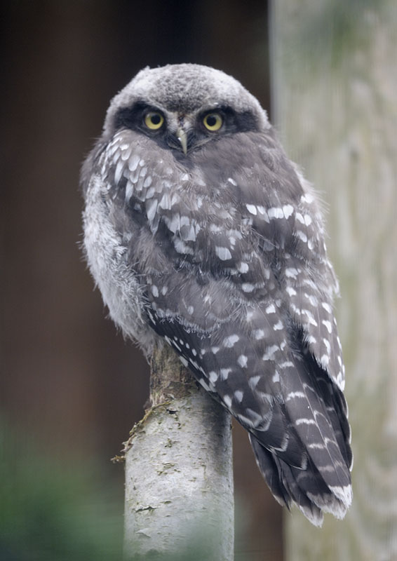 Northern hawk owlet
