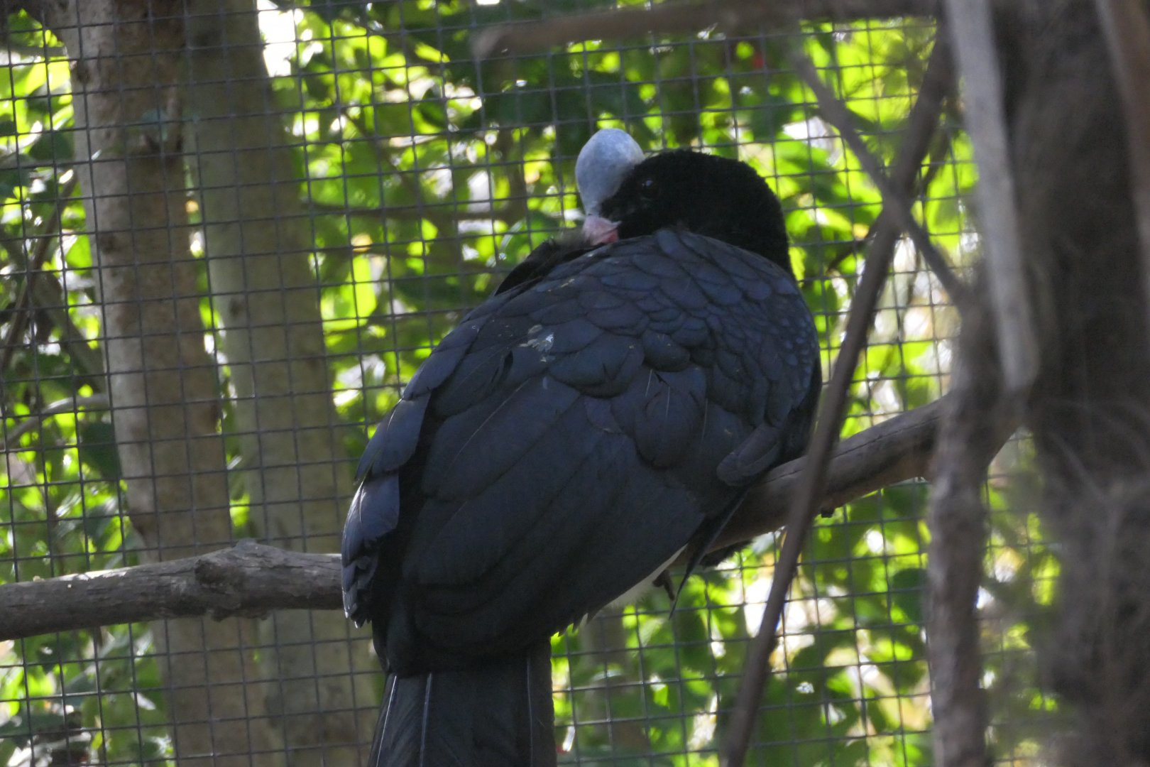 Northern Helemeted Currosaw