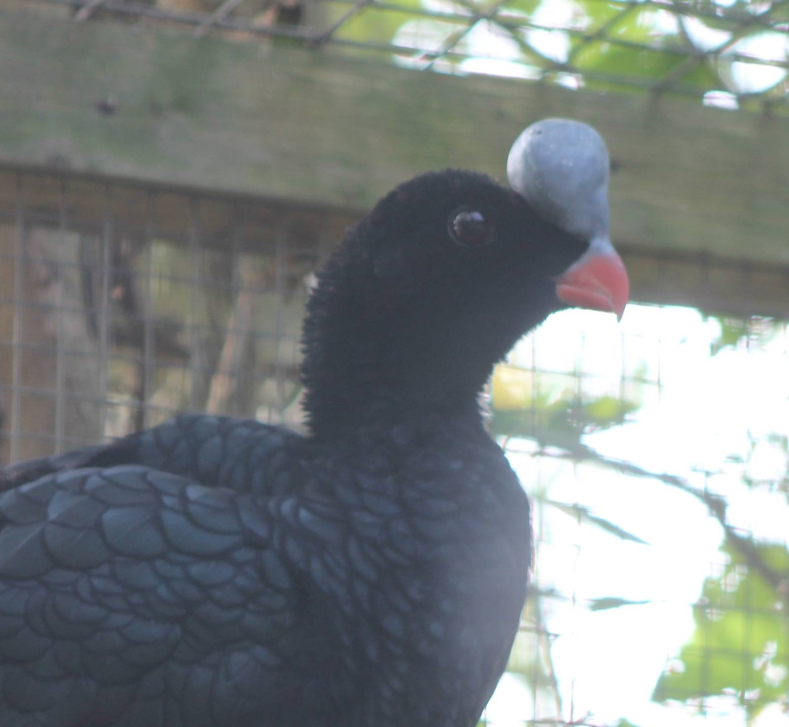 Northern helmed curassow